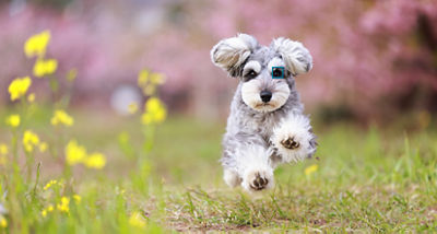 Animal eye autofocus